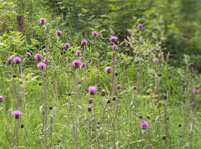 Daire Haus Bergblick *