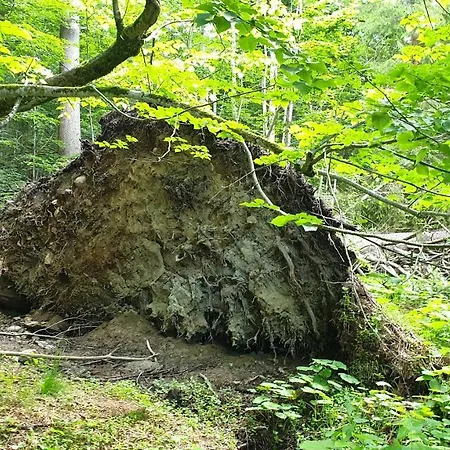 伯格博里克公寓